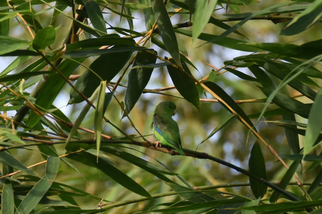 绿腰鹦哥(Forpus passerinus)
