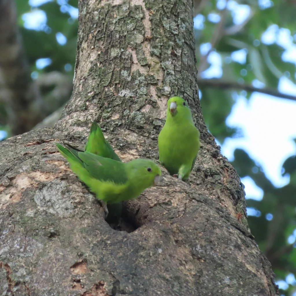 蓝翅鹦哥(Forpus xanthopterygius)