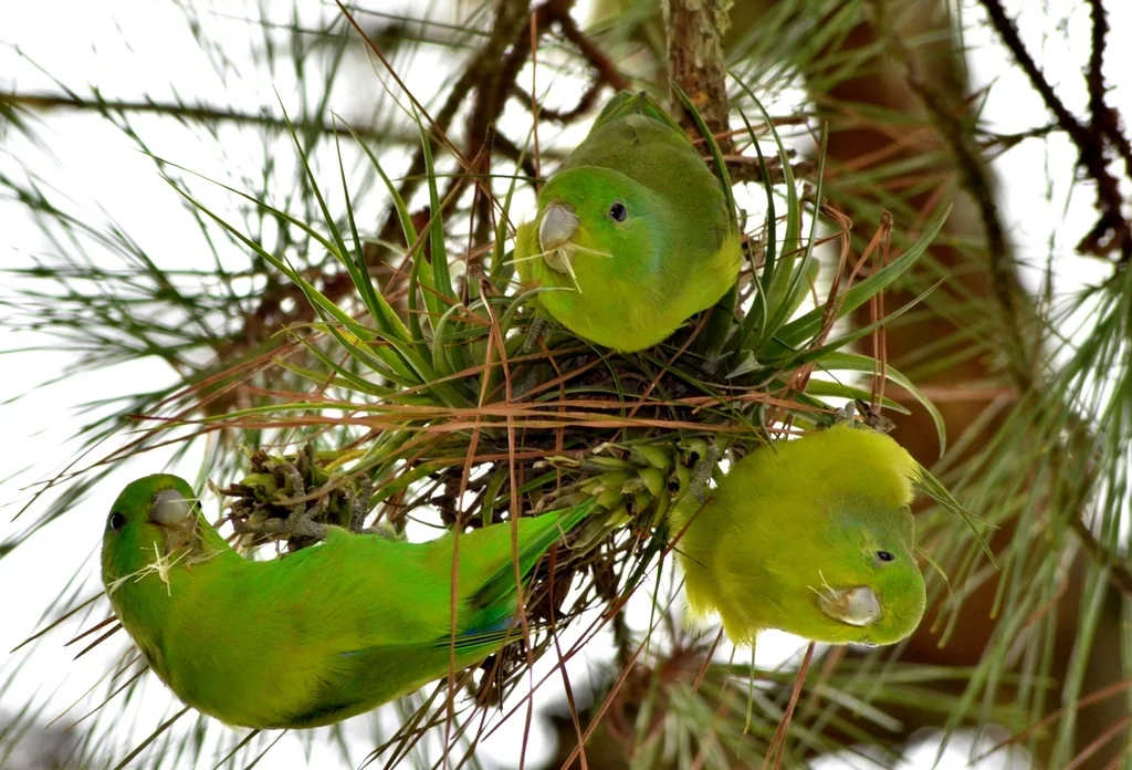 蓝翅鹦哥(Forpus xanthopterygius)