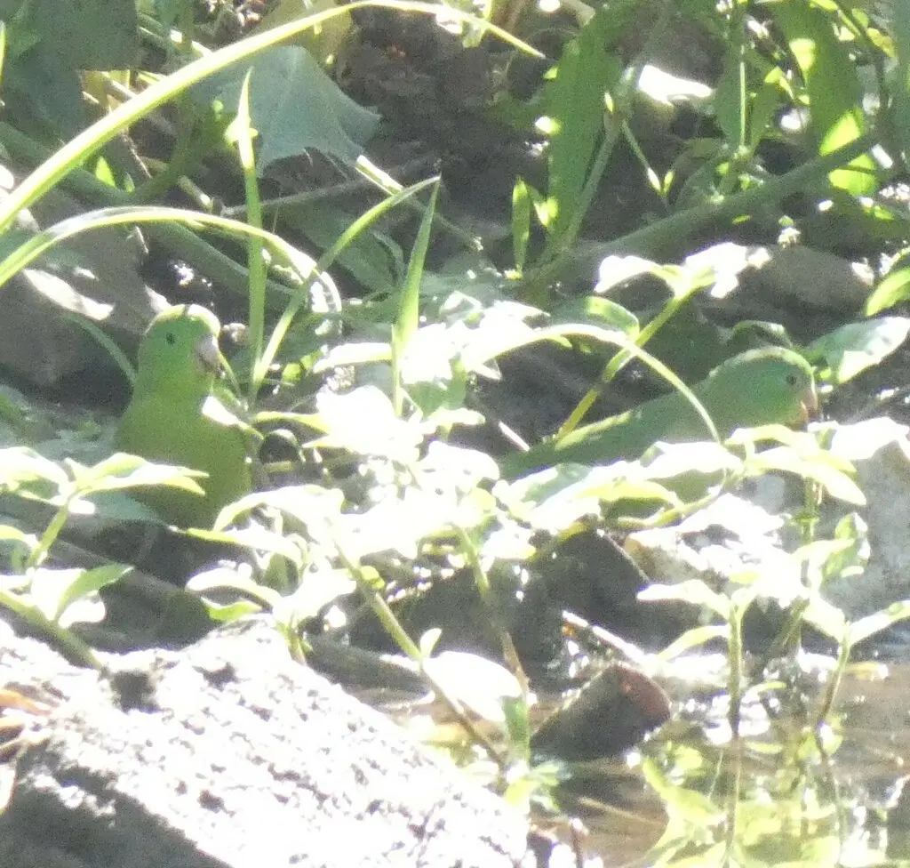 蓝翅鹦哥(Forpus xanthopterygius)
