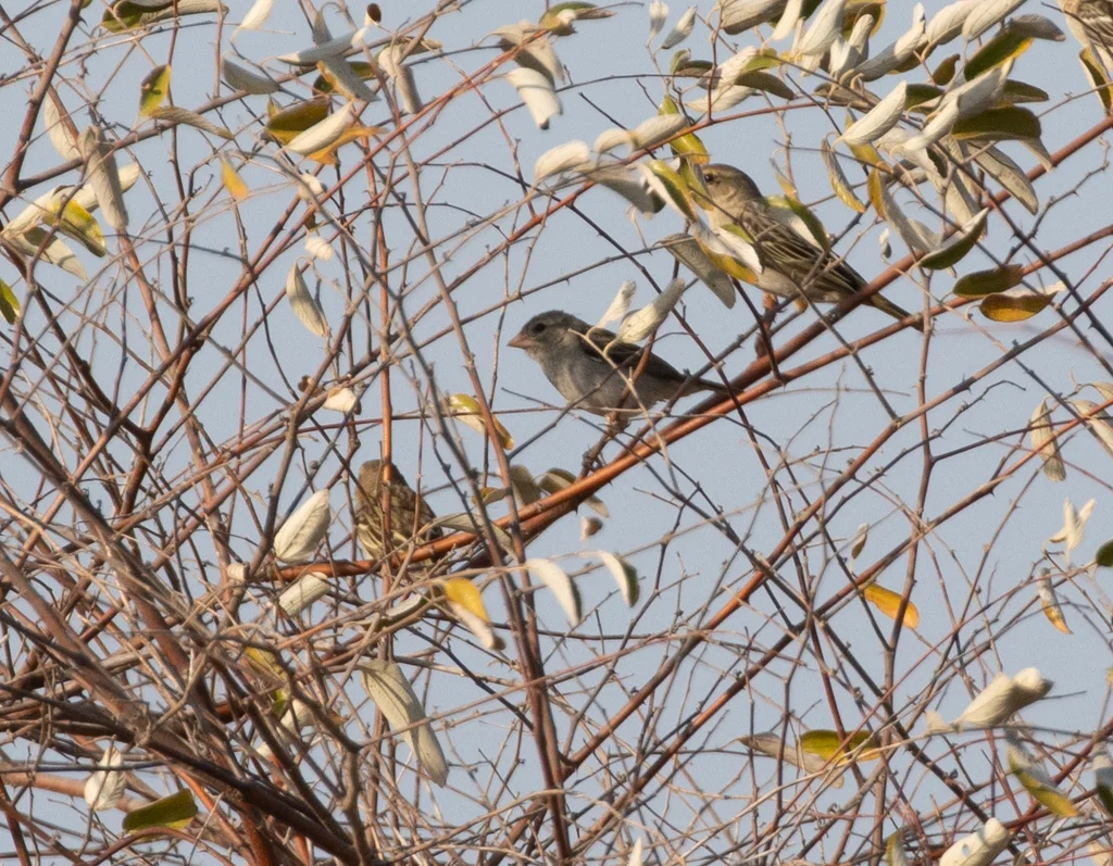 红织雀(Foudia madagascariensis)