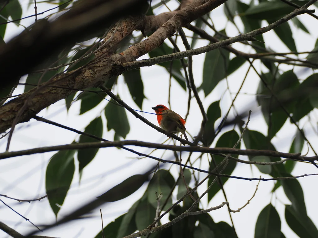 林织雀(Foudia omissa)