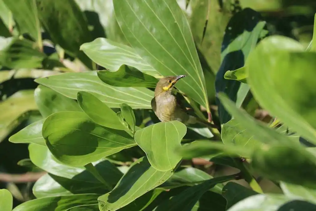 肉垂吸蜜鸟(Foulehaio carunculatus)