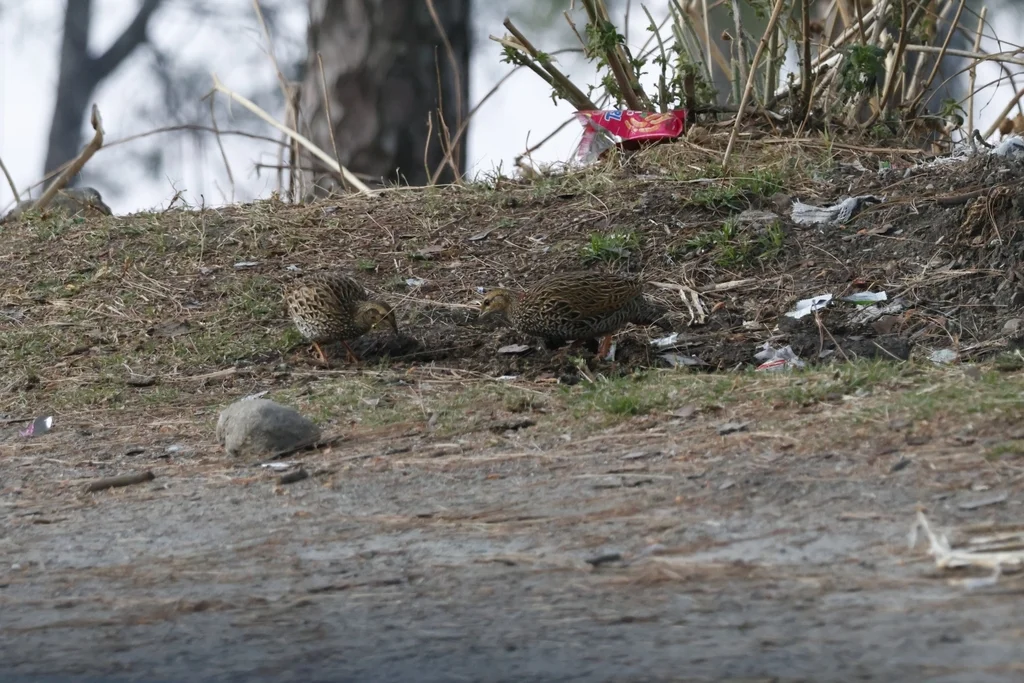 黑鹧鸪(Francolinus francolinus)