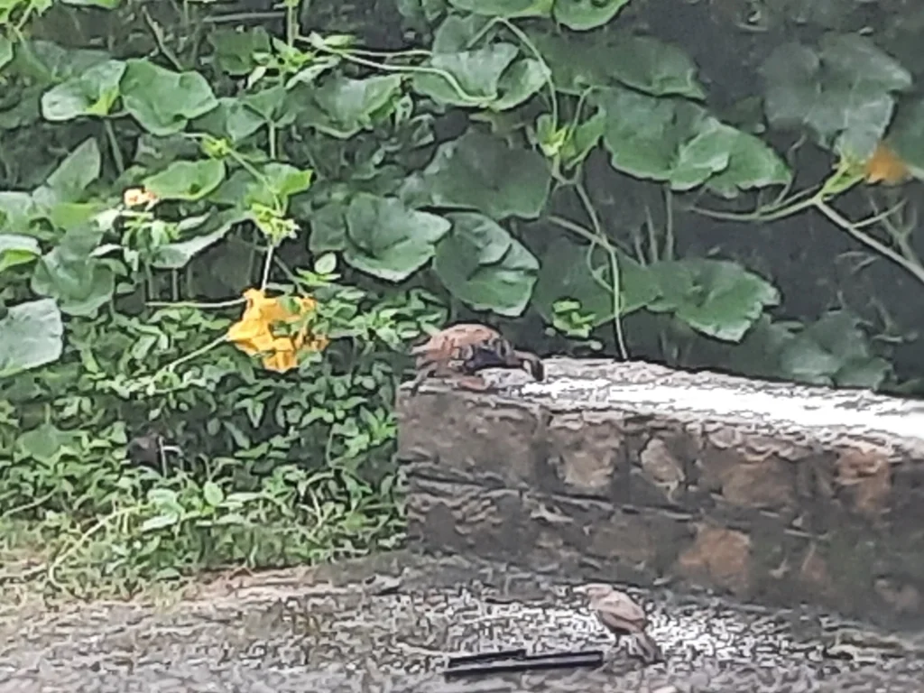 黑鹧鸪(Francolinus francolinus)