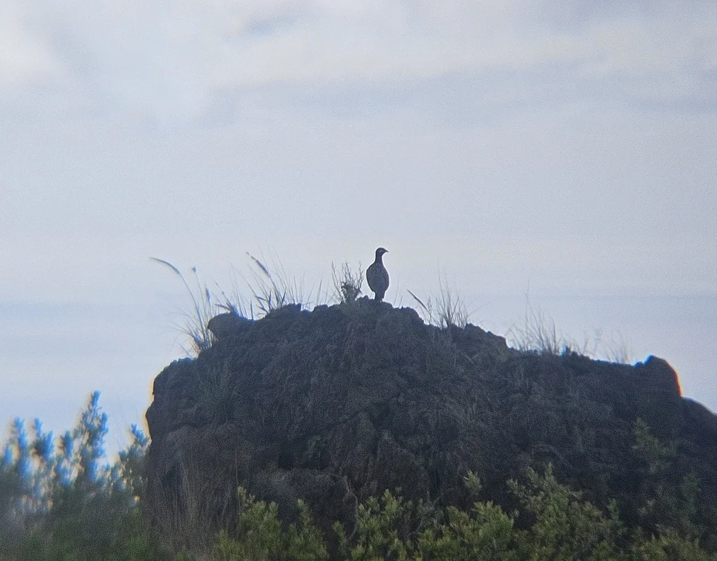 黑鹧鸪(Francolinus francolinus)