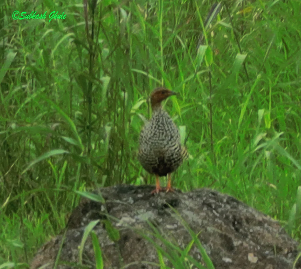 花彩鹧鸪（Francolinus pictus）