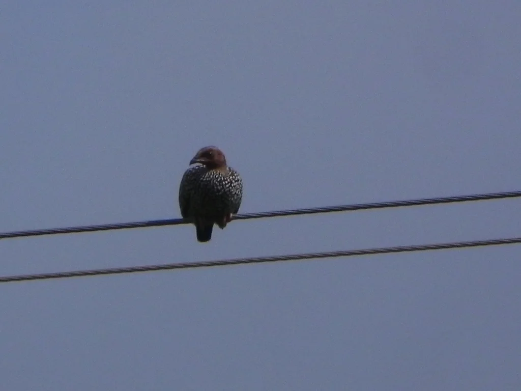 花彩鹧鸪（Francolinus pictus）