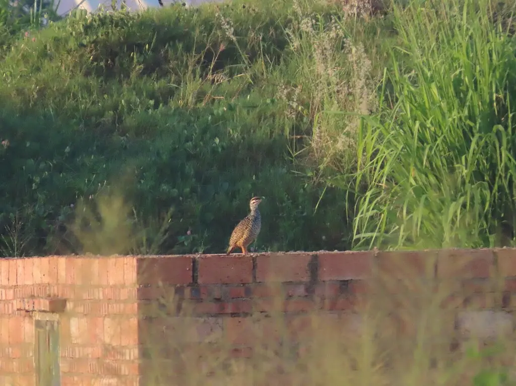 中华鹧鸪（Francolinus pintadeanus）
