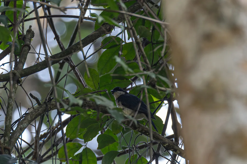 非洲森鹟（Fraseria ocreata）
