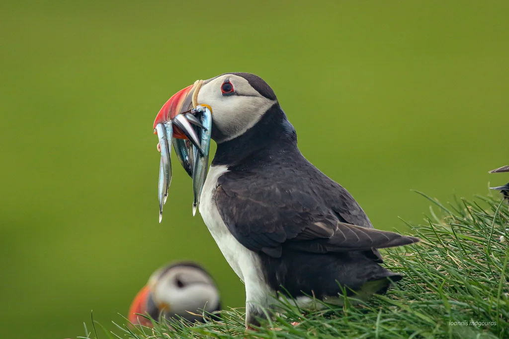 北极海鹦(Fratercula arctica)