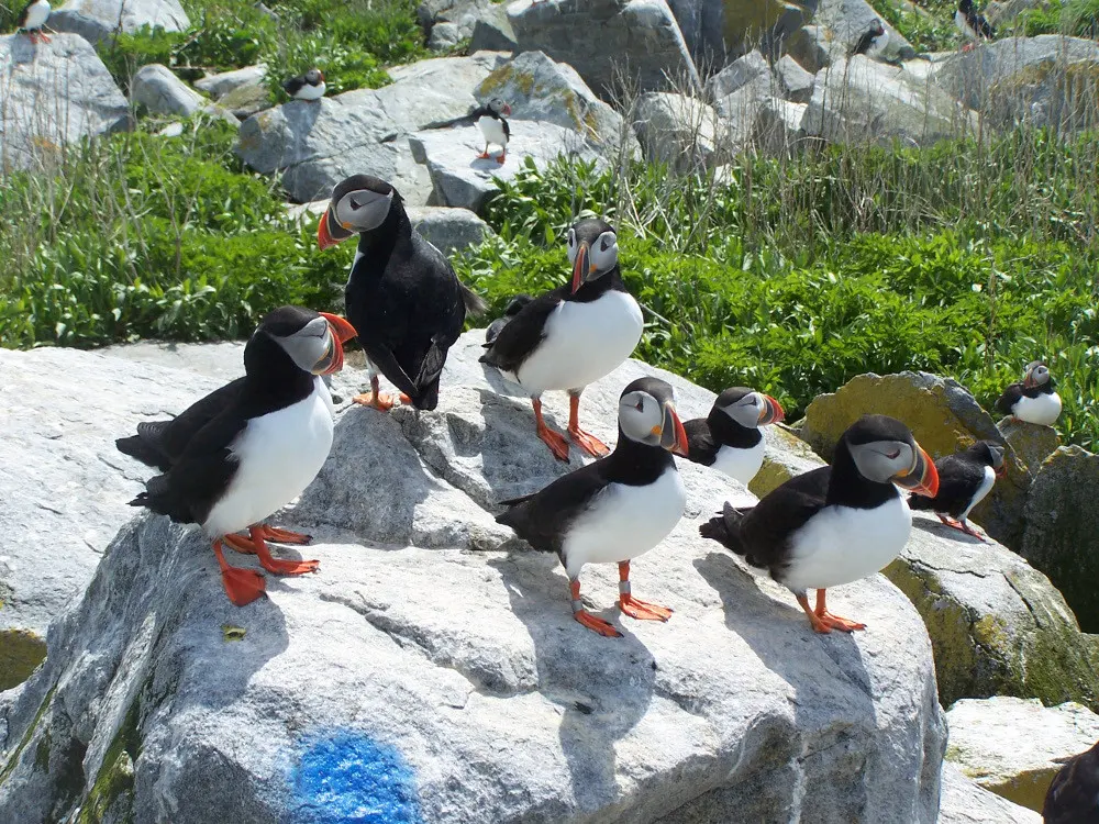 北极海鹦(Fratercula arctica)