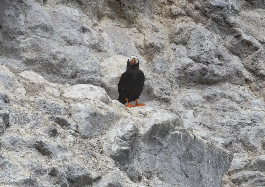 簇羽海鹦(Fratercula cirrhata)