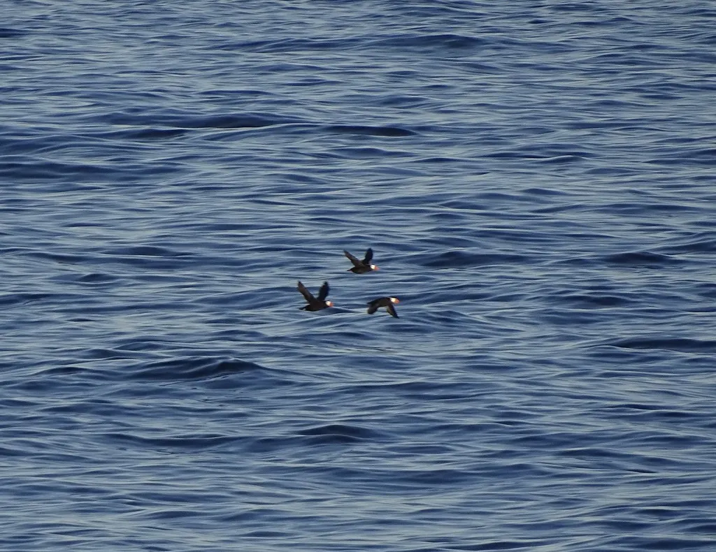 簇羽海鹦(Fratercula cirrhata)