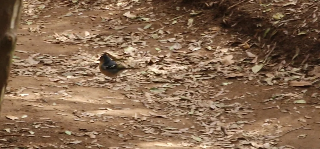加岛苍头燕雀(Fringilla canariensis)