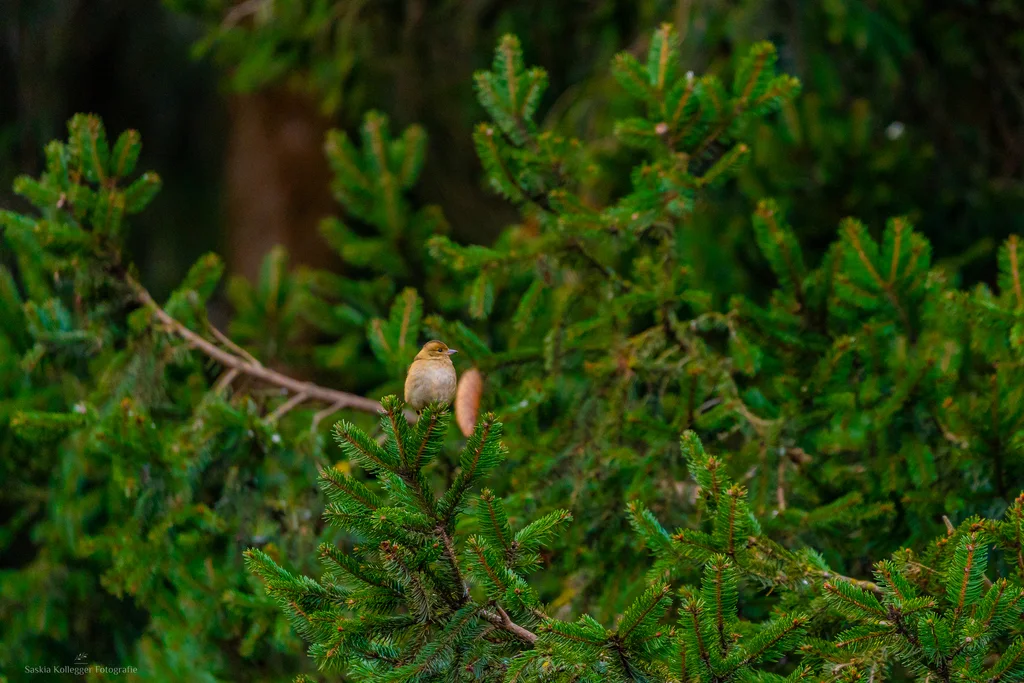 苍头燕雀(Fringilla coelebs)