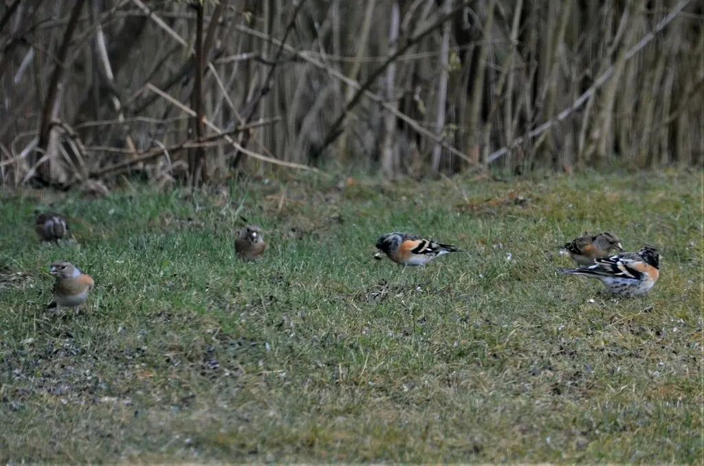 燕雀(Fringilla montifringilla)