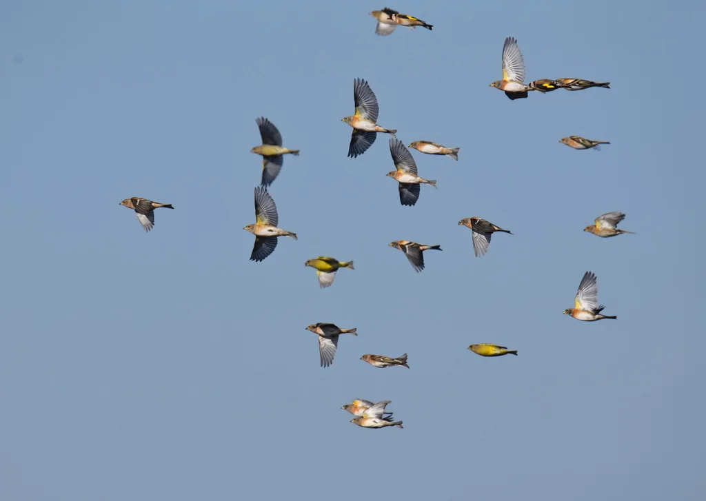 燕雀(Fringilla montifringilla)