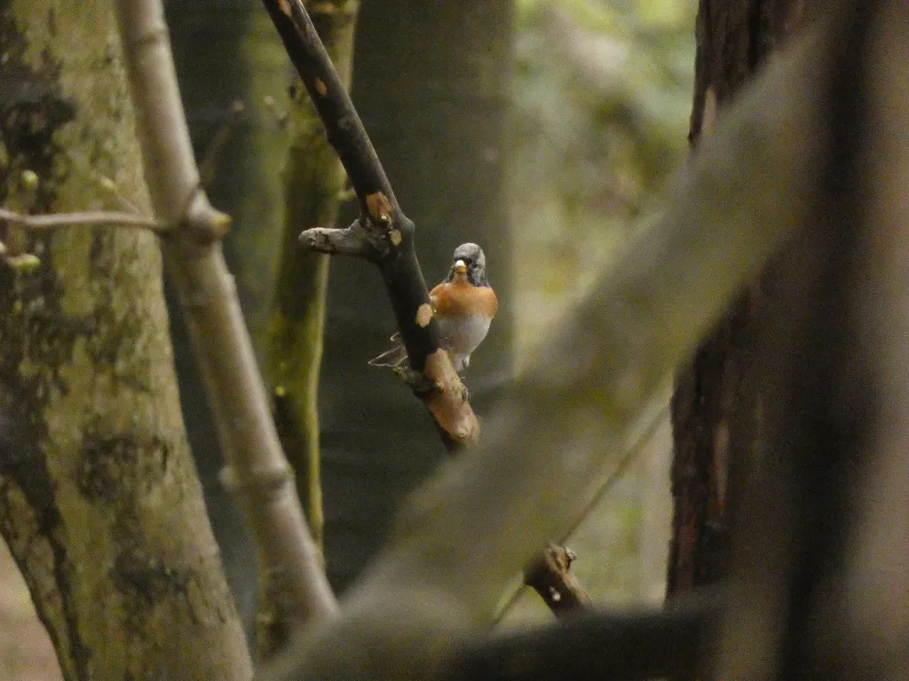 燕雀(Fringilla montifringilla)