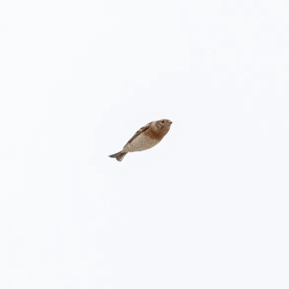 燕雀(Fringilla montifringilla)