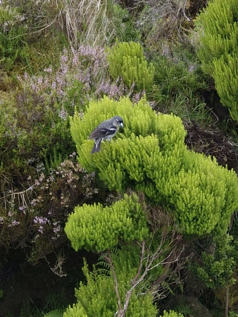 亚速尔苍头燕雀(Fringilla moreletti)