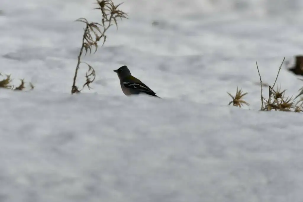 非洲苍头燕雀(Fringilla spodiogenys)