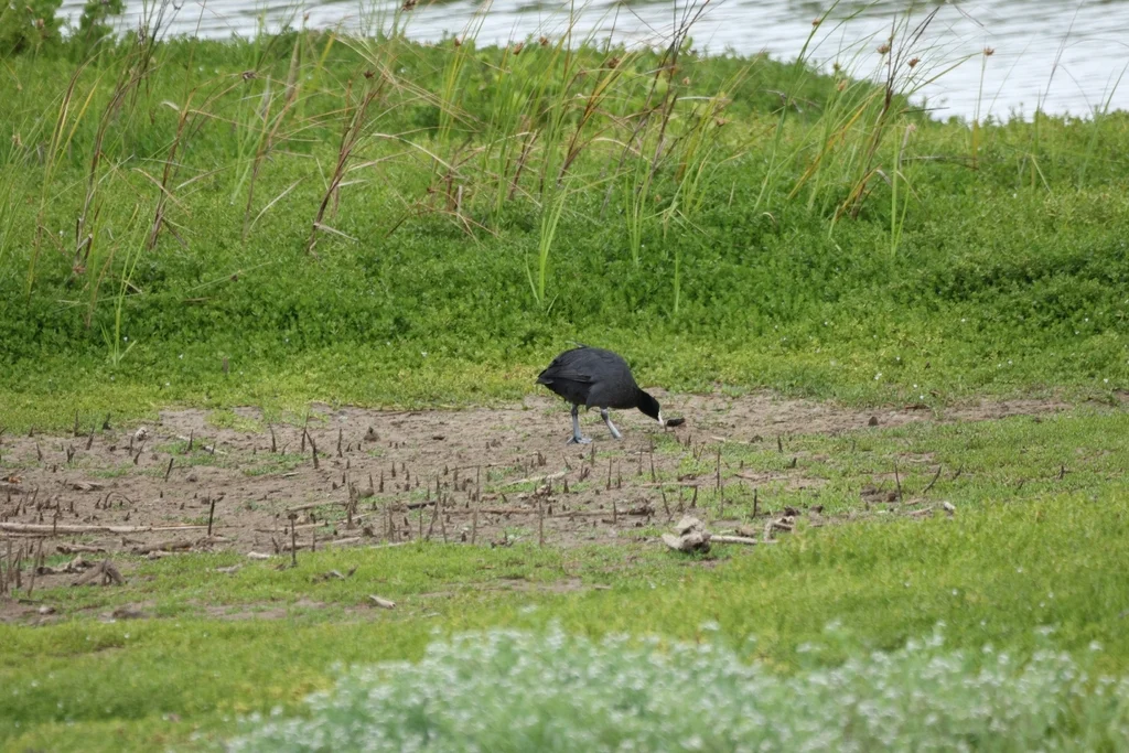 夏威夷骨顶(Fulica alai)