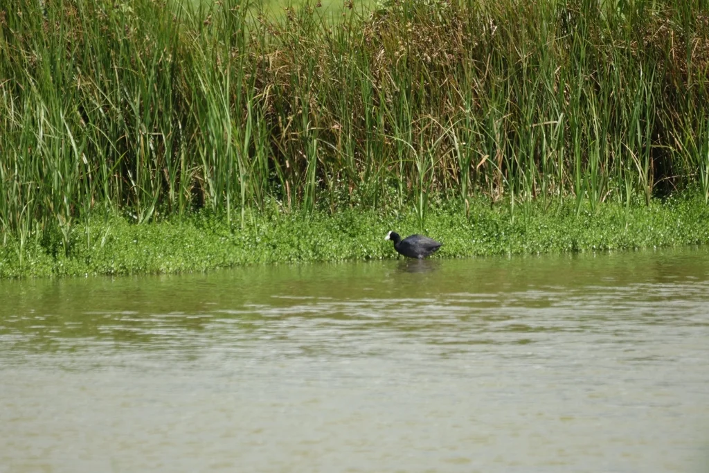 夏威夷骨顶(Fulica alai)