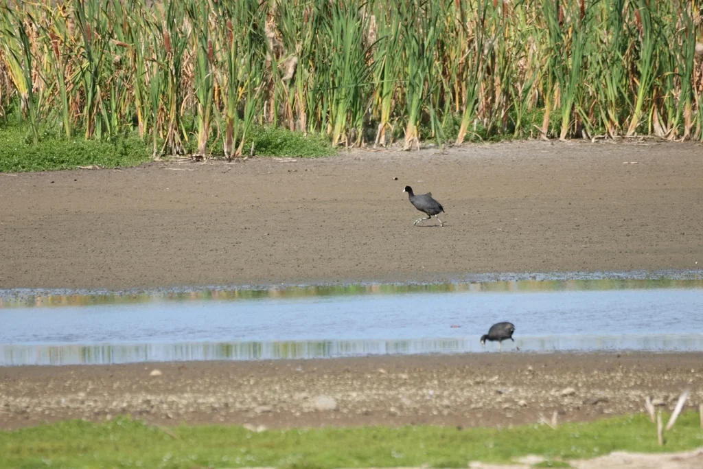夏威夷骨顶(Fulica alai)