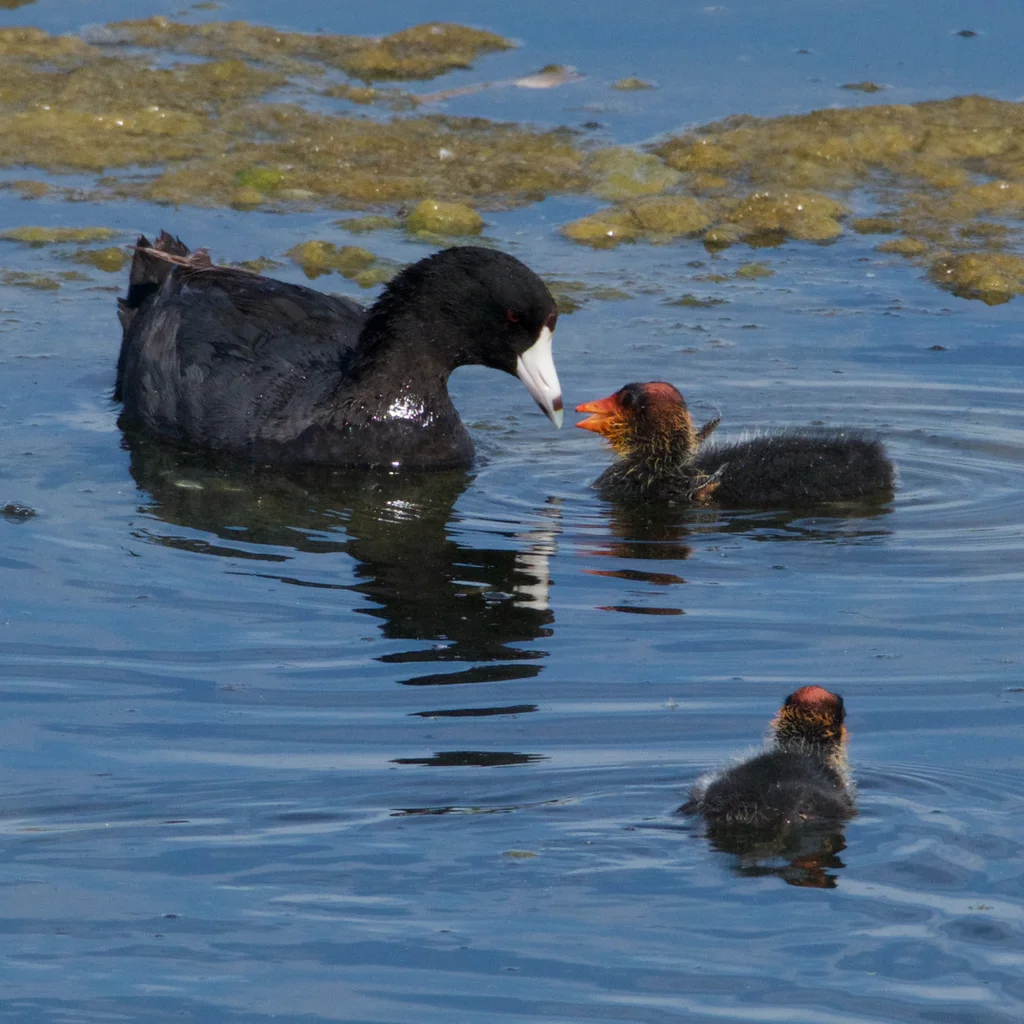 美洲骨顶(Fulica americana)