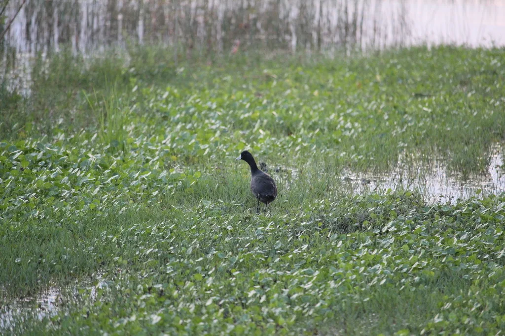 美洲骨顶(Fulica americana)