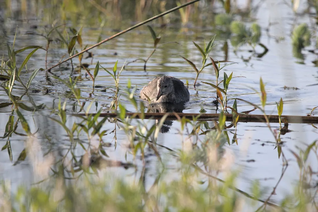 美洲骨顶(Fulica americana)