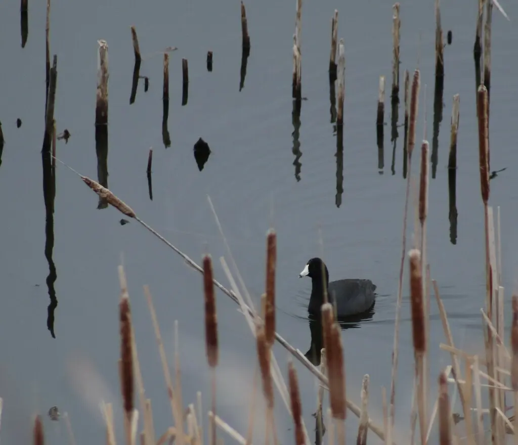 美洲骨顶(Fulica americana)