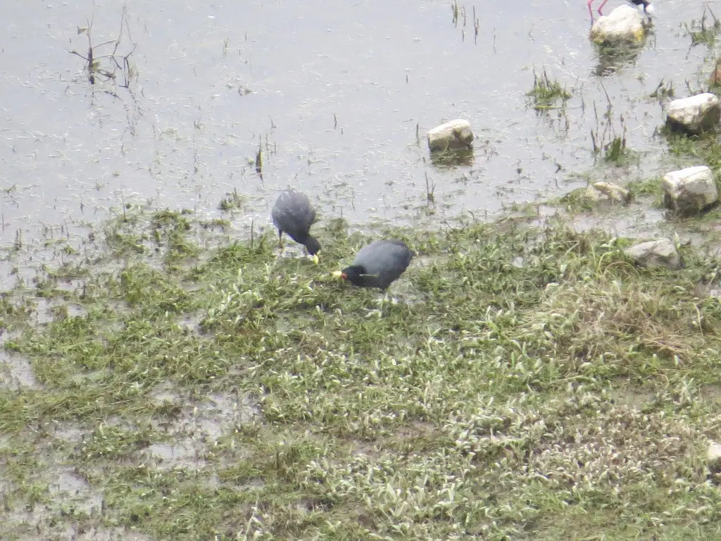 安第斯骨顶(Fulica ardesiaca)