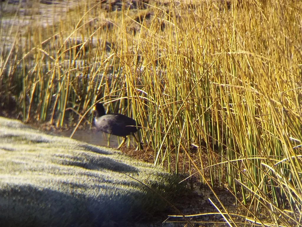 安第斯骨顶(Fulica ardesiaca)