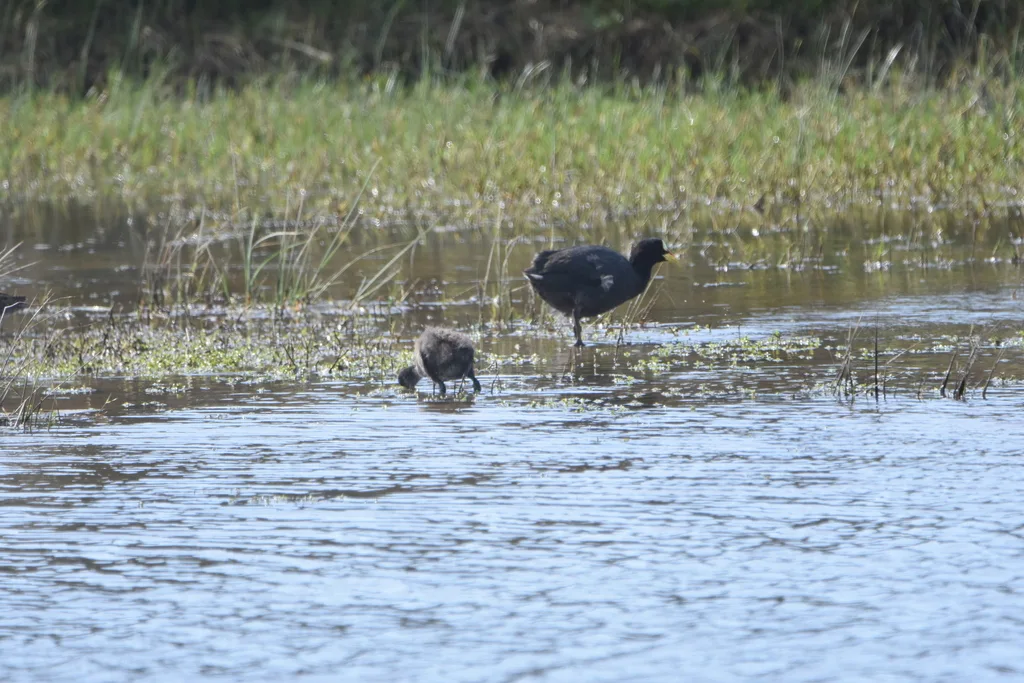 黄腿骨顶（Fulica armillata）