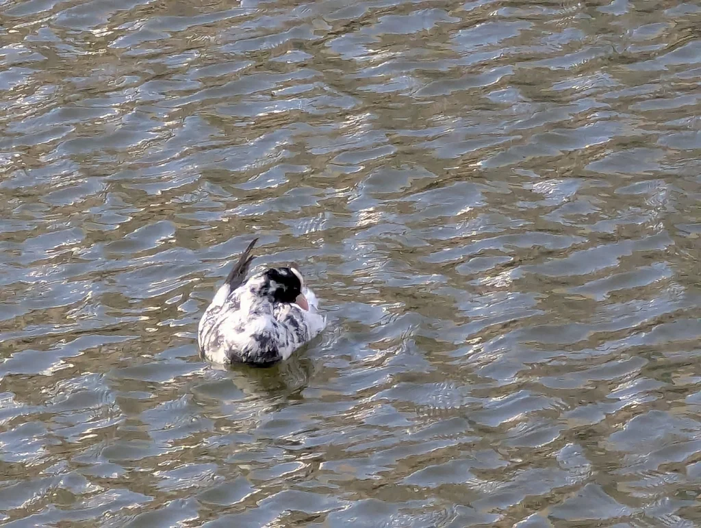 白骨顶(Fulica atra)