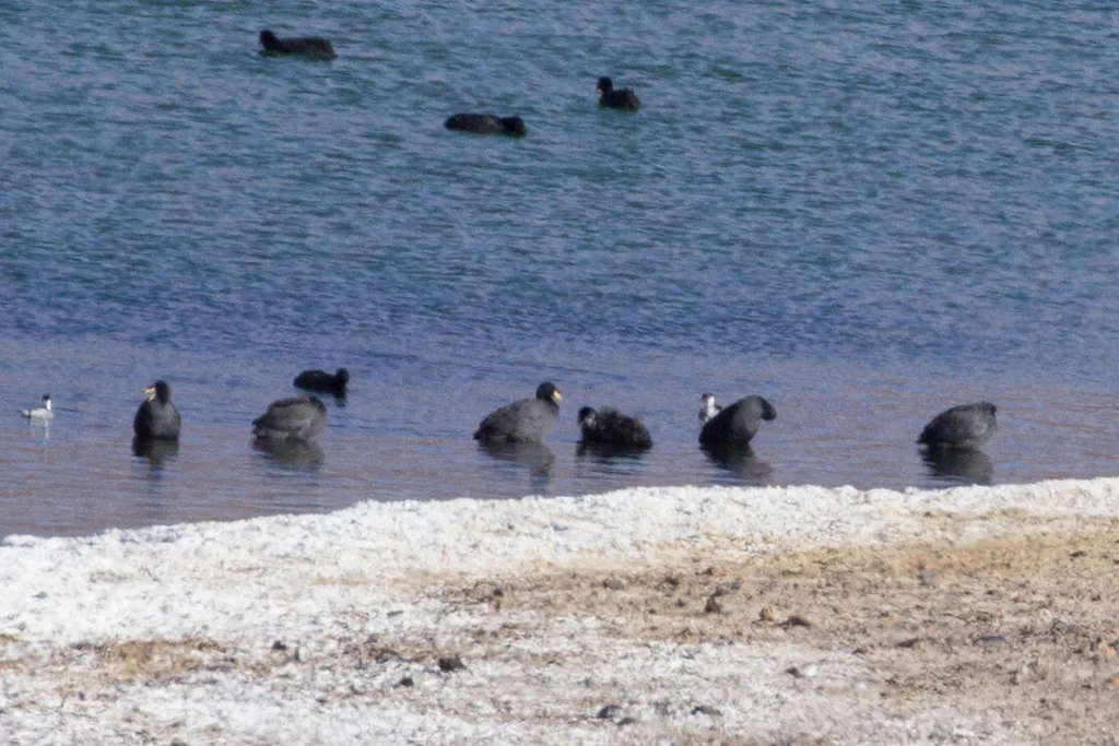角骨顶(Fulica cornuta)