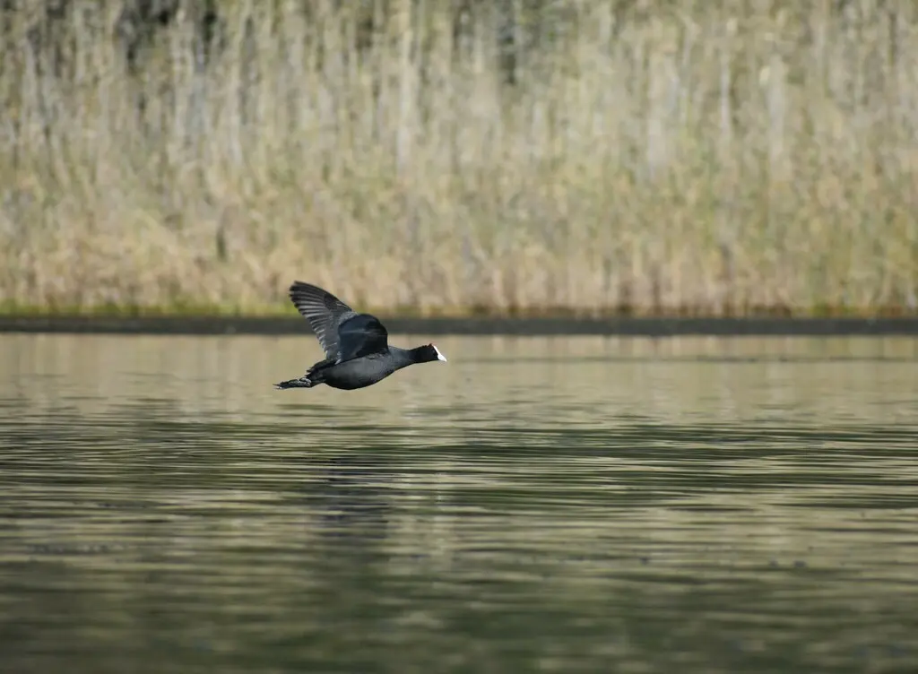 红瘤白骨顶(Fulica cristata)