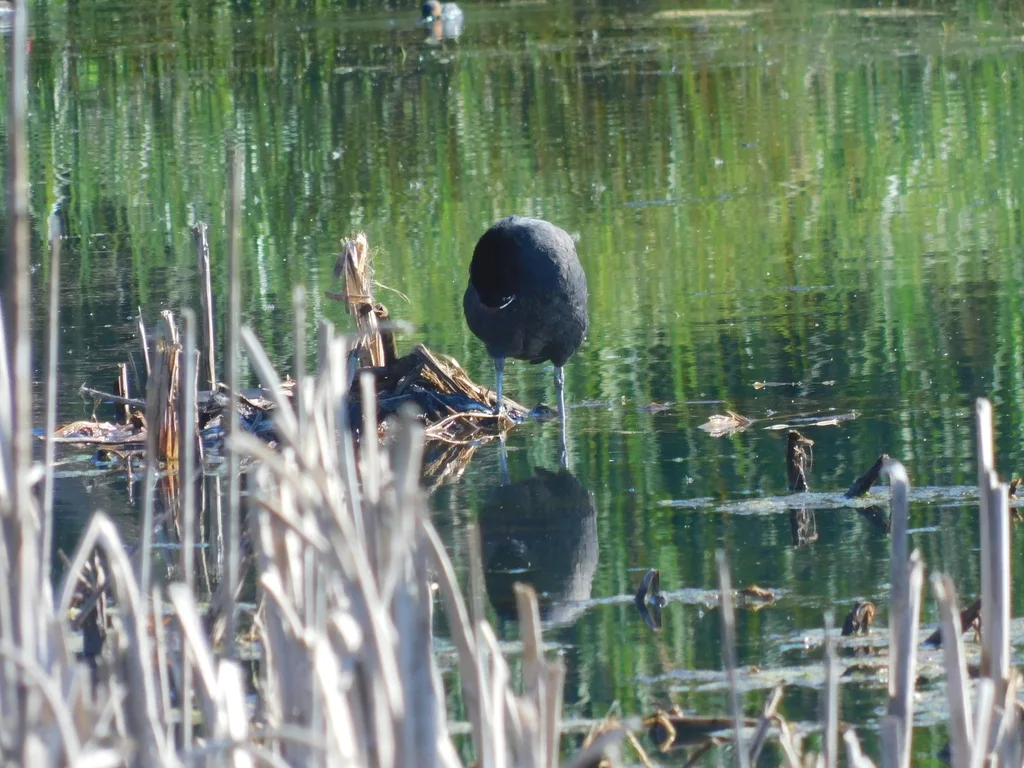 红瘤白骨顶(Fulica cristata)