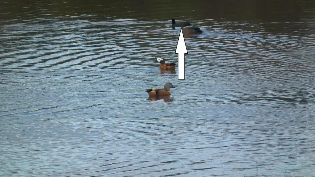 红瘤白骨顶(Fulica cristata)