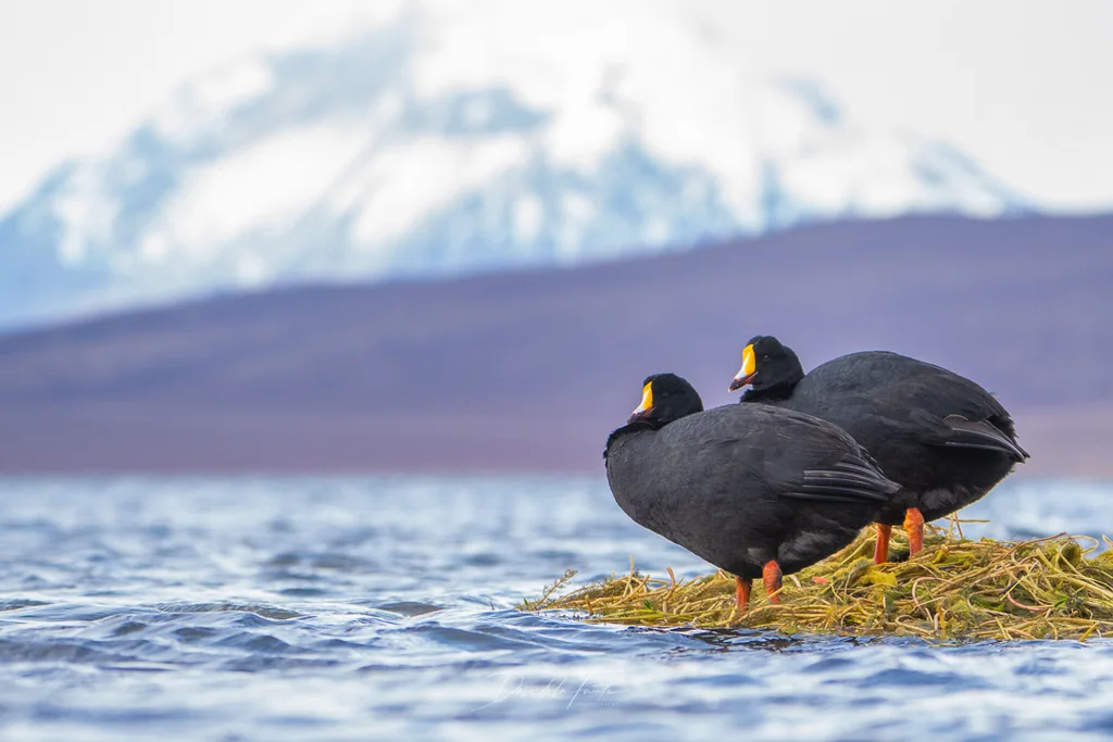 大骨顶(Fulica gigantea)