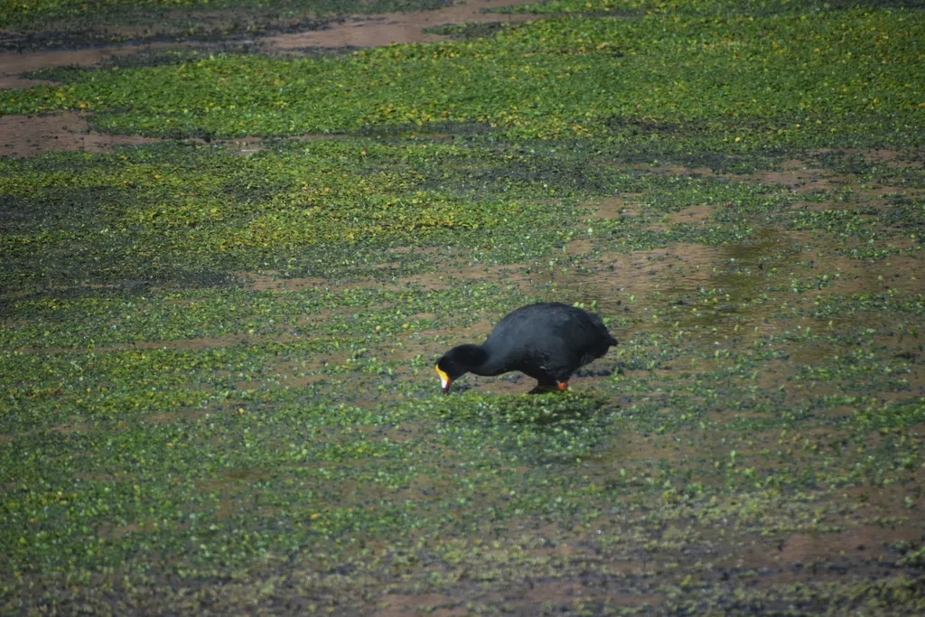 大骨顶(Fulica gigantea)
