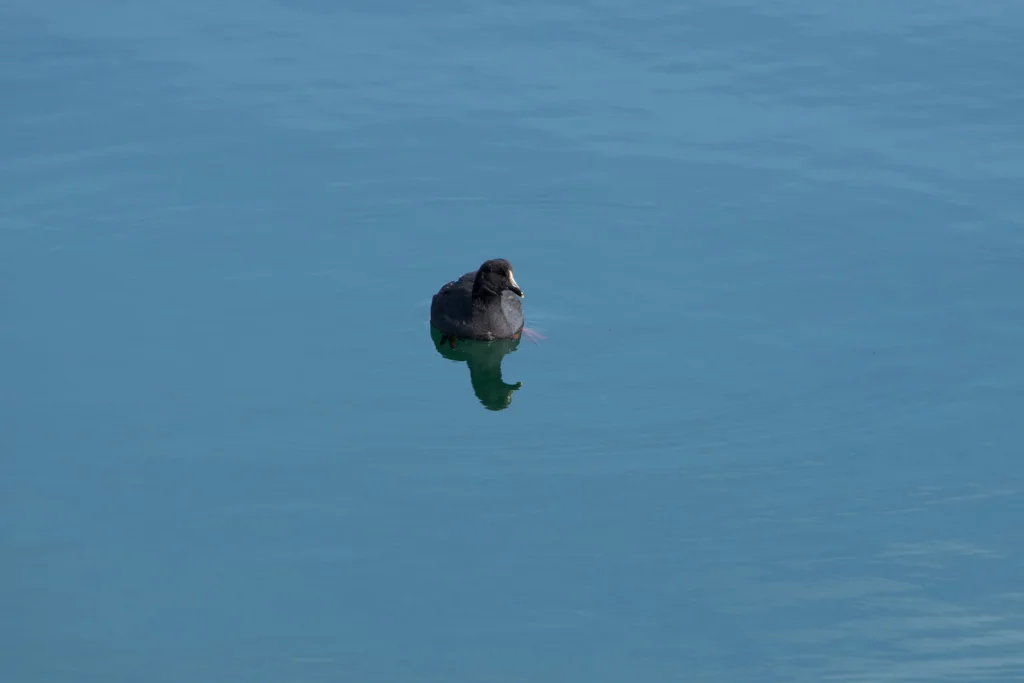 大骨顶(Fulica gigantea)