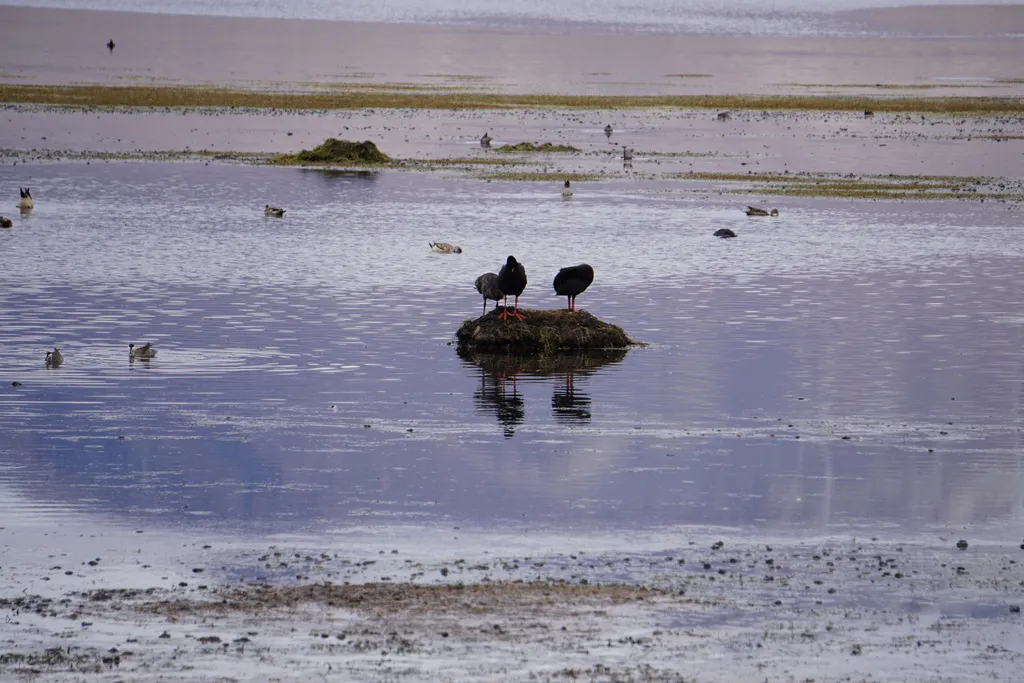 大骨顶(Fulica gigantea)