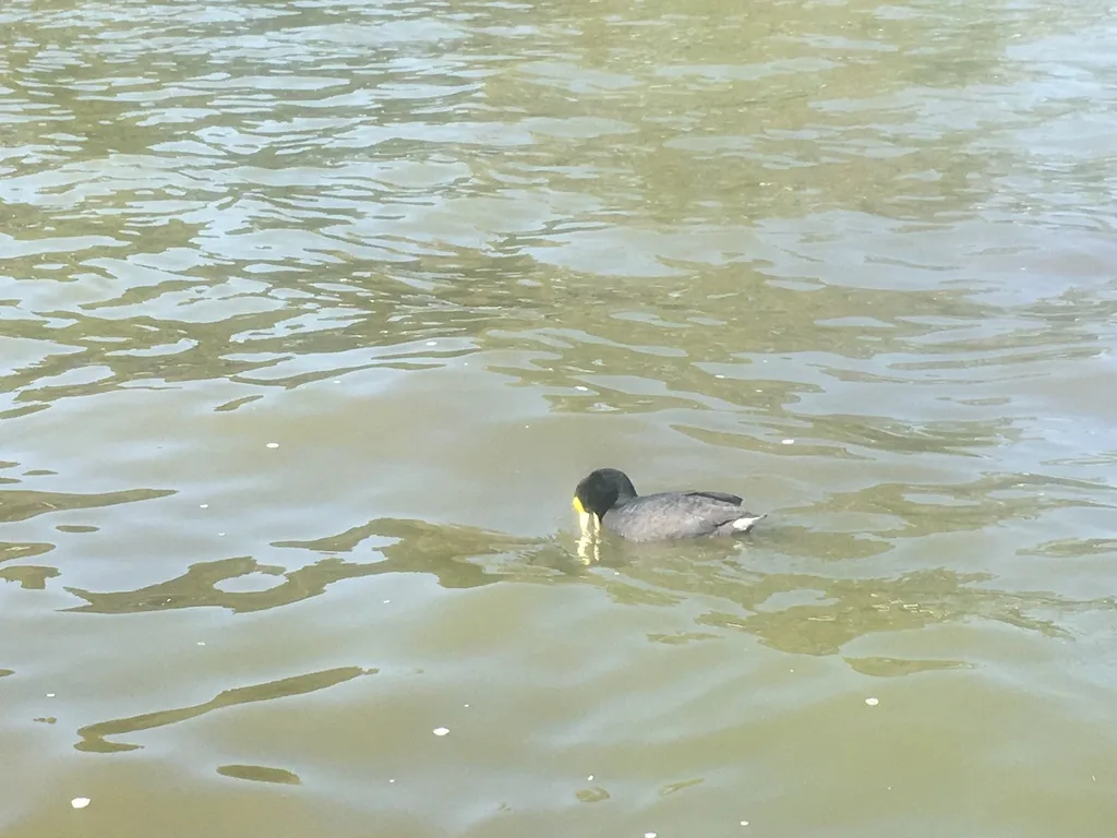 白翅骨顶(Fulica leucoptera)