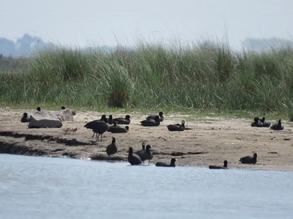 白翅骨顶(Fulica leucoptera)