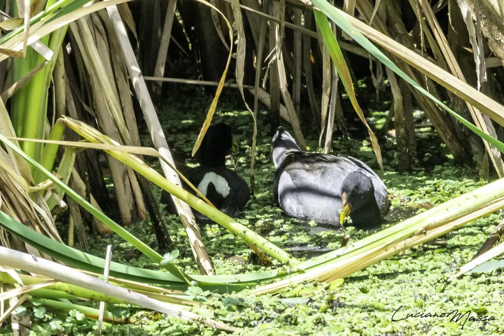 红额骨顶(Fulica rufifrons)