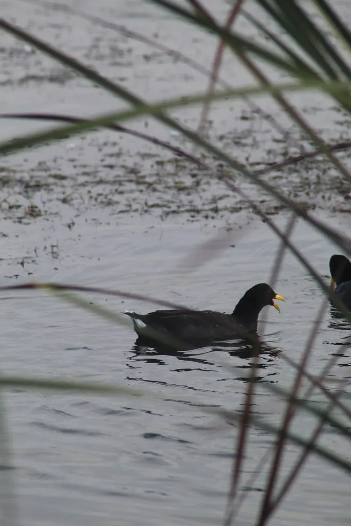红额骨顶(Fulica rufifrons)
