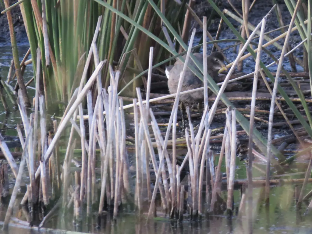 红额骨顶(Fulica rufifrons)